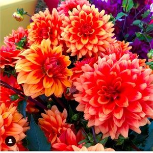 Meet your Posher, Lynsy